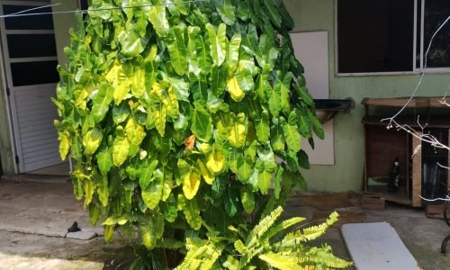 Residencial Jarbas: Casa à Venda em Rio Largo, AL